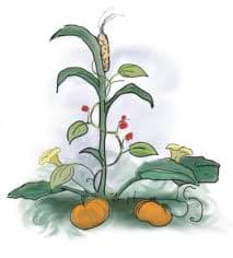 Three sisters polyculture — corn, beans, squash
