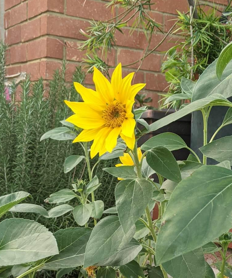 Home Garden Sunflower